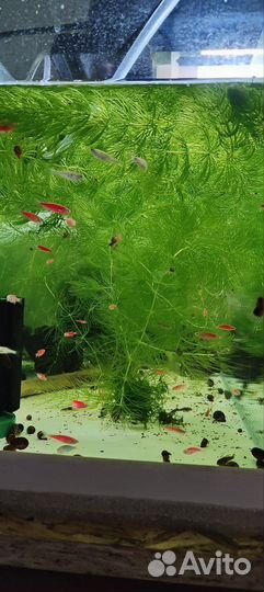 Рыбки данио