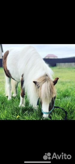 Пони Единорог, Пегас на праздник