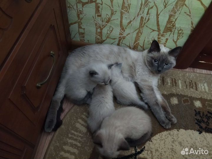 Котята бесплатно