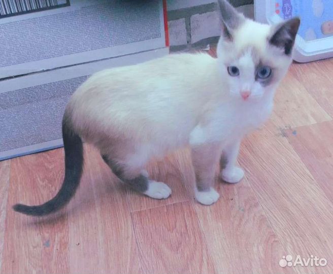 Котенок