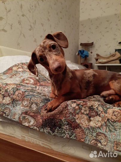 Вязка, такса