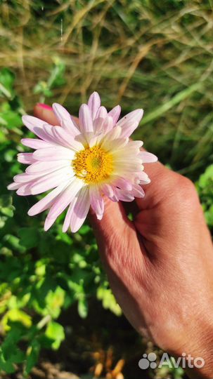 Хризантемы