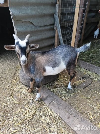 Коза дойная и козлики