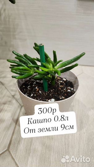 Крассула Хоббит