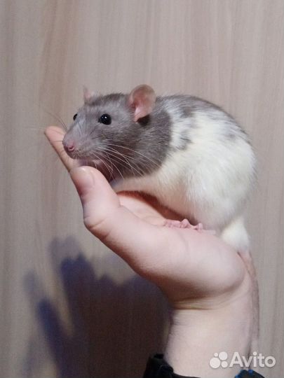 Крыса + корм