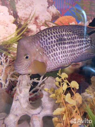 Аквариум с тумбой 300 литров