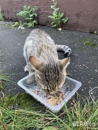 Котята просят о помощи