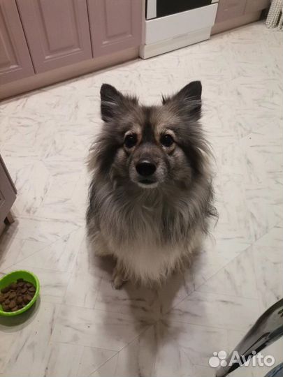 Собака в добрые руки 5 лет С отслеживанием судьбы