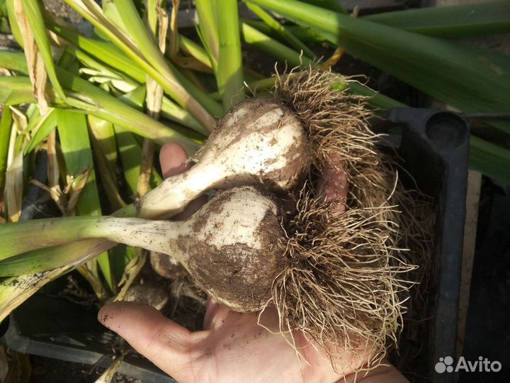 Папоротник Кедр мира саженцы 7 лет чесноко-лук