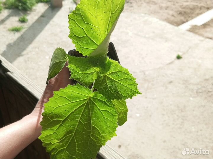 Павловния z07 Шан Тонг 9501