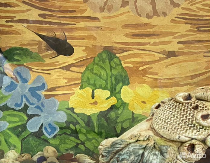 Аквариумные креветки, Сомы анциструсы