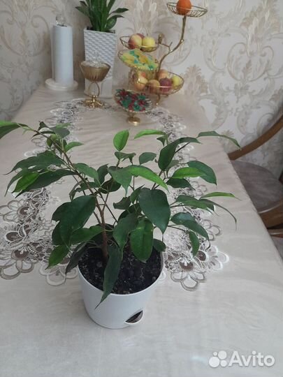 Фикус бенджамина