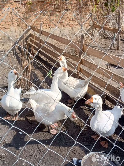 Гуси холмогоры