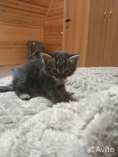 Отдам котят