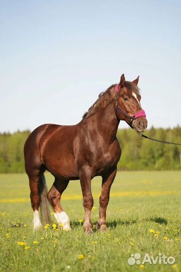 Литовский тяж, мерин