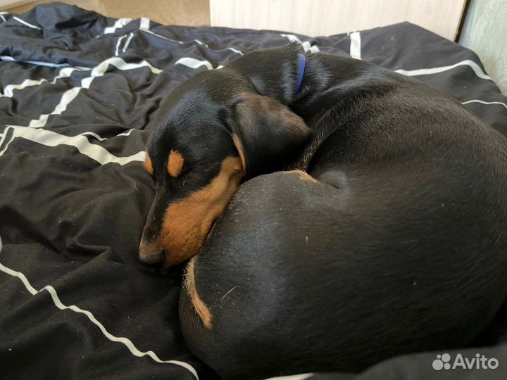 Такса бесплатно