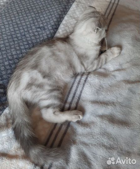 Шотландская вислоухая кошка