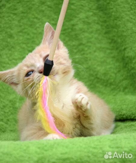 Кошка в дар бесплатно