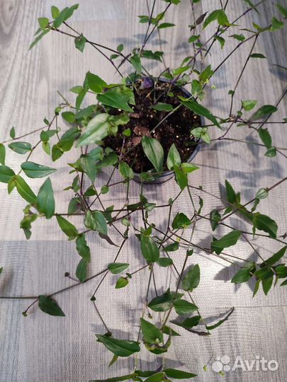 Комнатные растения