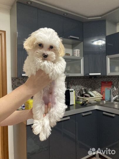 Мальтипу мальчик