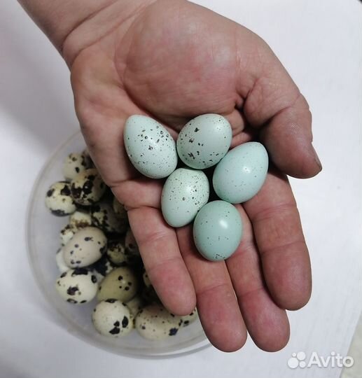 Яйца перепелиные домашние