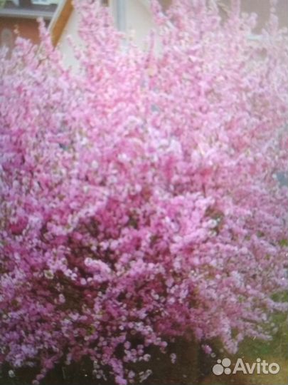 Миндаль декоративный