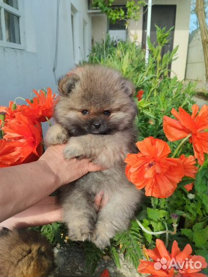 Щенки померанского мини шпица лисьего типа