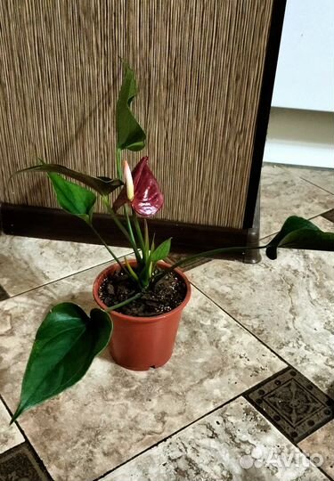 Антуриум Блэк Лав