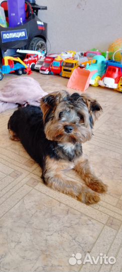 Передержка домашних животных