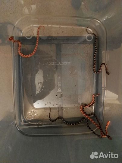 Малыши маисового полоза