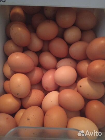 Домашние куриные яйца