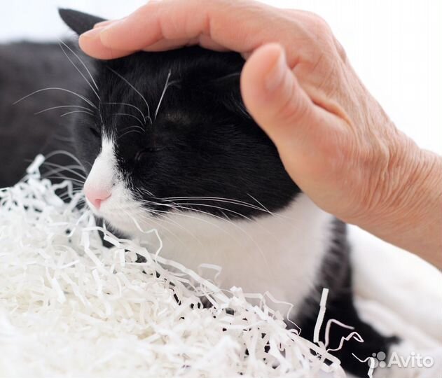 Принцесса ищет семью.Кошка