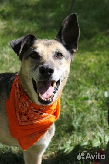 Станет самым верным другом