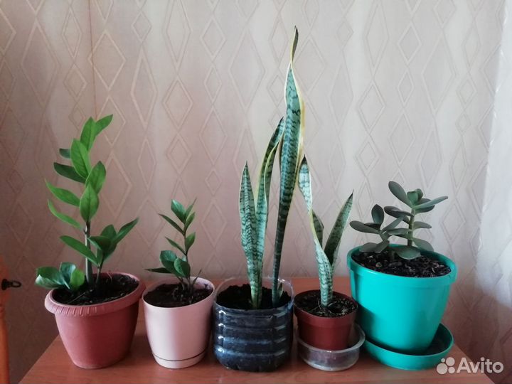 Замиокулькас, сансевьера, денежное дерево