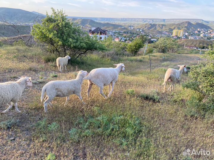 Продажа овец