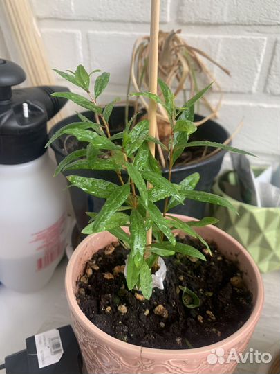 Гранат комнатный