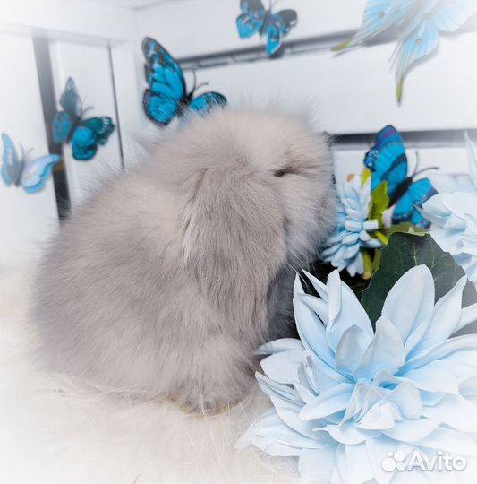 Mini Lion Lop импорт Англия