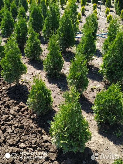 Туя смарагд, колумна