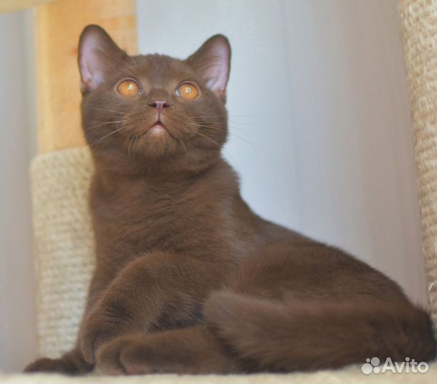 Британские котята