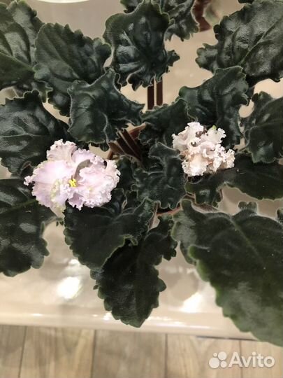 Цветущие фиалки