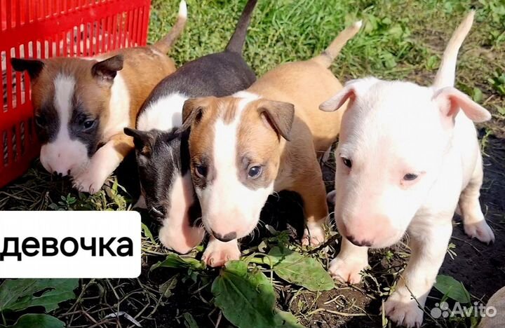 Миниатюрный бультерьер щенки