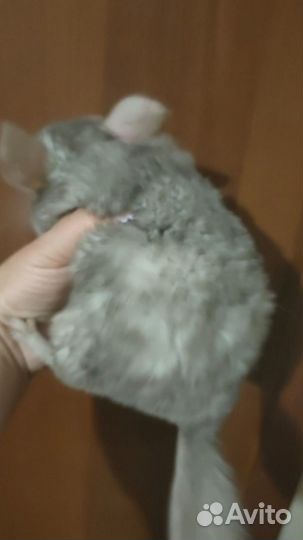 Шиншилла голубой, белый, серый