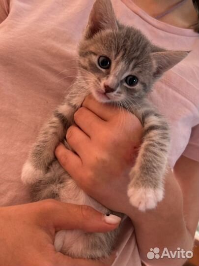 Котята бесплатно