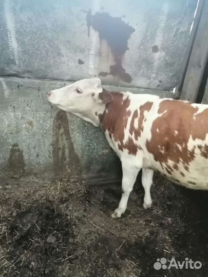 Телка стельная