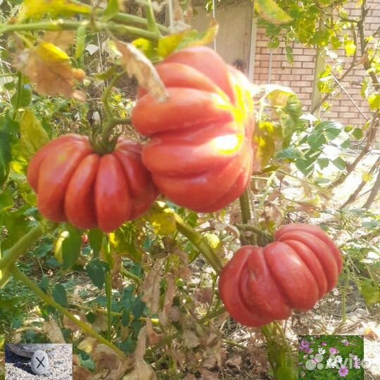 Сибирская гармошка помидор из СССР