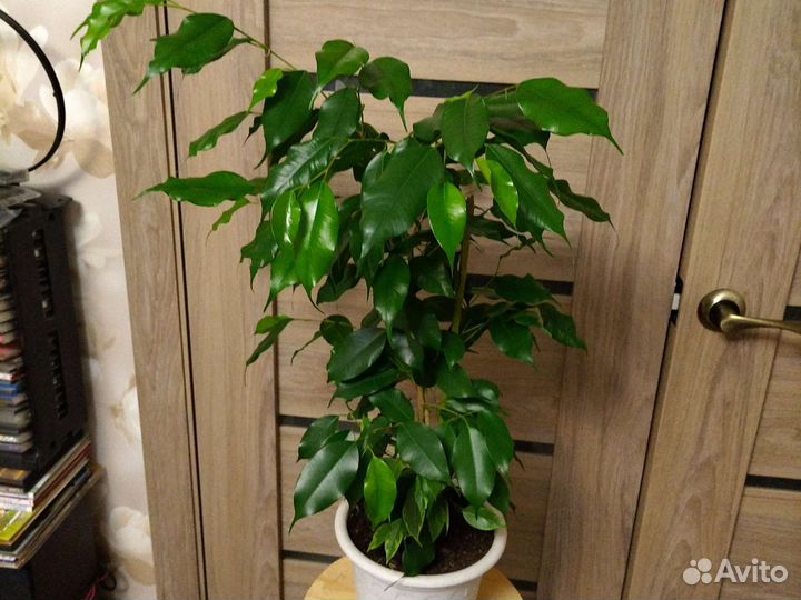 Фикус Бенджамина