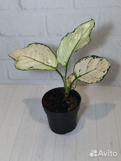 Аглаонема супер Вайт Джой, с бутонами