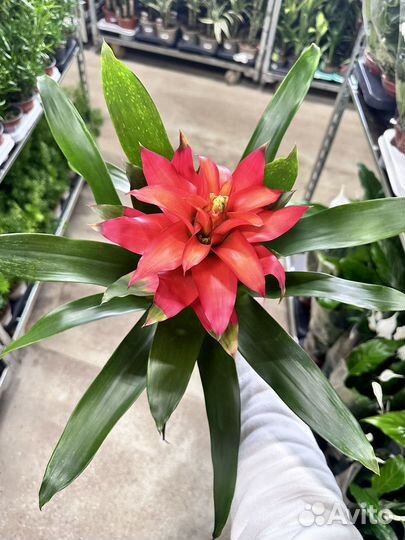 Гузмания Фиеро