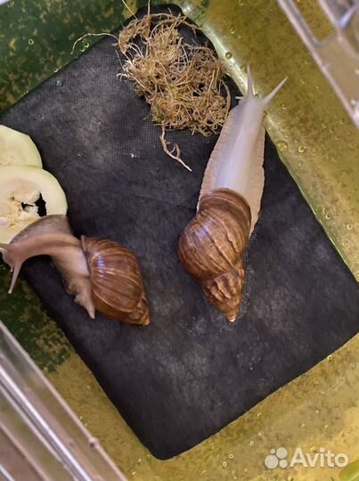 Улитки ахатины