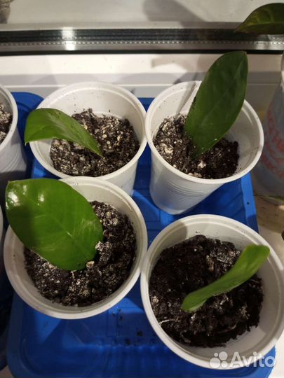 Замиокулькас